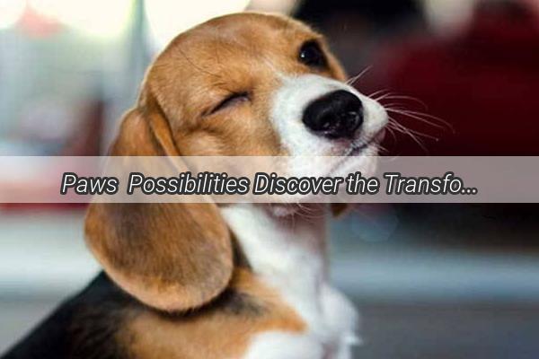 Paws  Possibilities Discover the Transformative Power of AD Supplements for Your Furry Friend